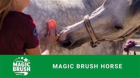 Magic brush horsw